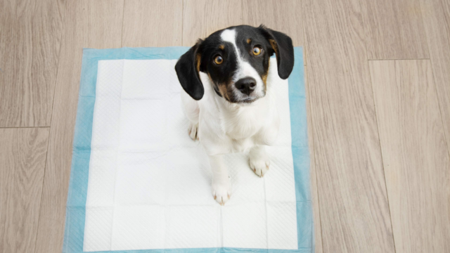 How to Toilet Train a Puppy: Step-by-Step Guide for Kiwi Homes