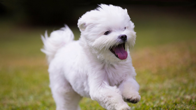 How to Train a Maltese: Calm Manners and Daily Skills
