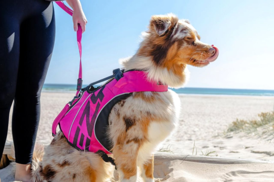 Dog Life Jackets NZ Guide for Safe Swimming and Summer Adventures