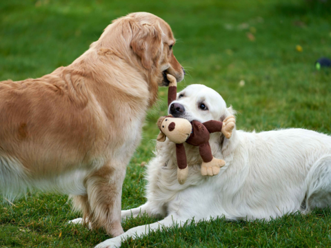 Mental vs Physical Enrichment for Pets: Why Both Are Key to Behaviour and Wellbeing