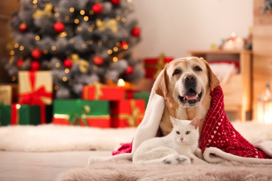Ultimate NZ Christmas Gift Guide for Dogs and Cats
