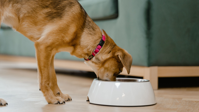How to Safely Switch Dog Food Without Causing Tummy Upset