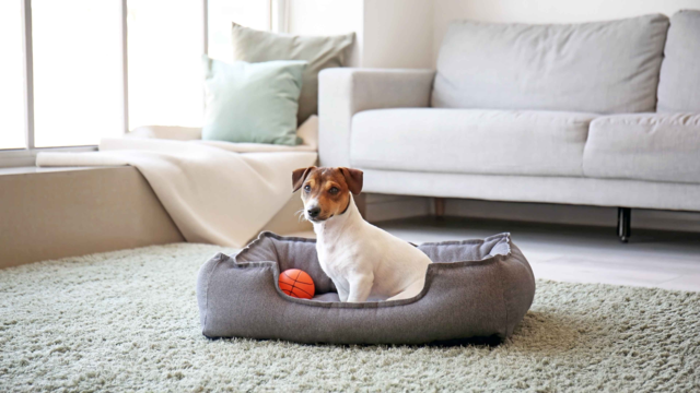 How to Leave Your Dog Home Alone Safely: Expert Tips for Stress-Free Separation