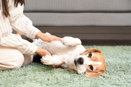 What Is Adaptil? Your Complete Guide to This Dog Calming Support