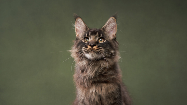 Brain-Supporting Foods for Senior Cats (NZ Guide)