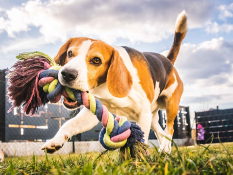 Best Interactive Dog Toys in NZ: A Complete Buyer’s Guide for Every Pup