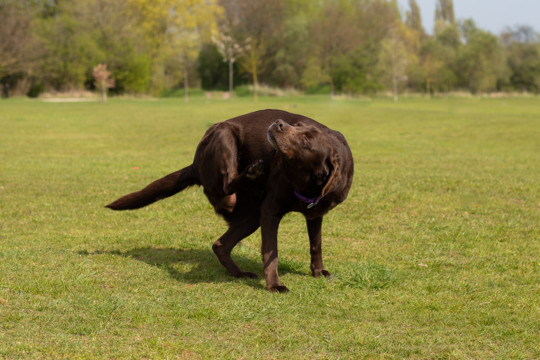Why Is My Labrador Retriever Scratching So Much? Causes, Treatments and Relief Tips
