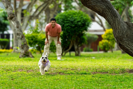 Training Games for Dogs and Cats Using Treats and Toys