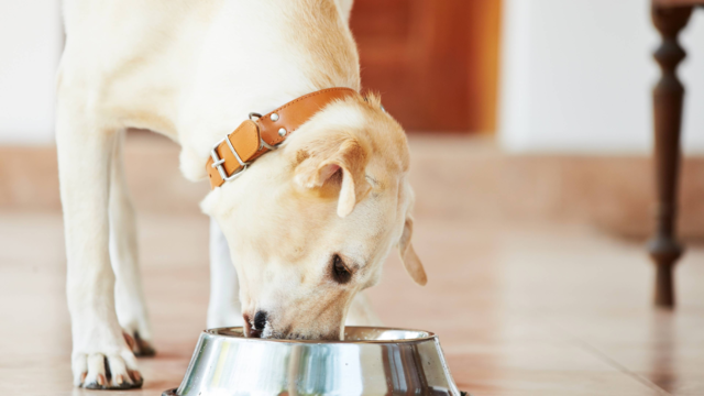 Should I Feed My Dog Once Or Twice Daily?