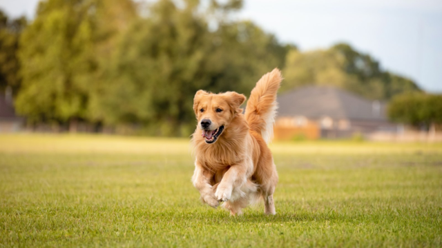 Big Dog Manners: A Simple Daily Routine for Large Dogs