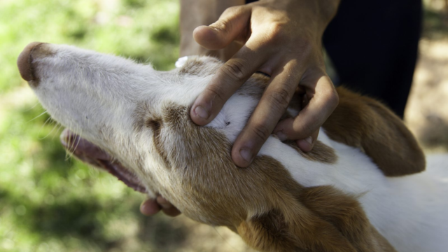 How to Spot Flea Dirt on Your Dog or Cat (And What to Do)