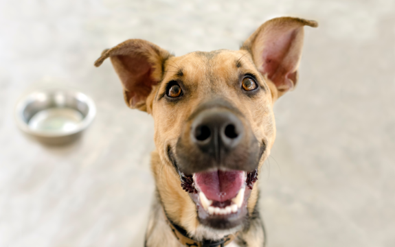 Transition Your Pet Onto a New Food