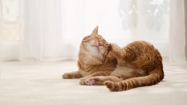 Bravecto vs Bravecto Plus for Cats: What’s the Difference?