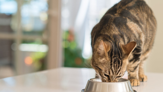 Appetite Patterns in Older Cats: What's Normal