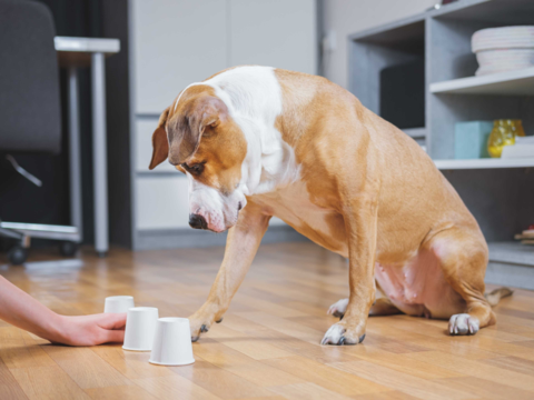 Top 5 Fun Games to Mentally Stimulate Your Dog
