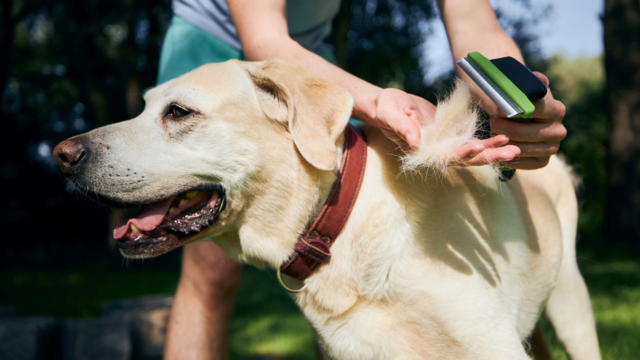 Summer Grooming Tips for Pets: Keep Your Dog or Cat Cool, Comfy & Clean