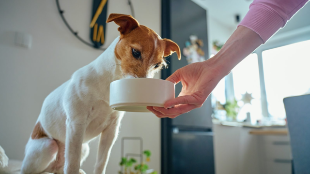 Is It Better to Feed Your Dog Once a Day or Twice?