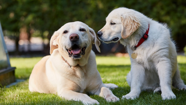 How to Tell If Dogs Like Each Other: Signs to Watch
