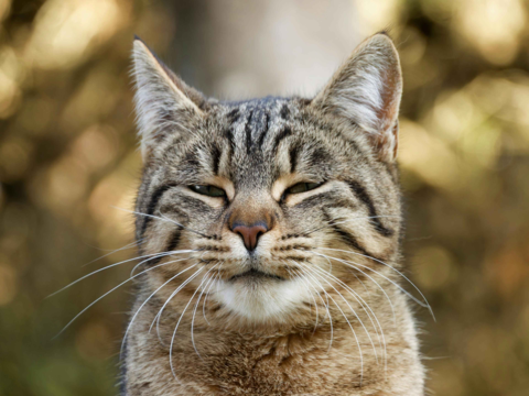 Feliway for Cats: How It Works, When to Use It & Why It Helps Calm Anxious Cats