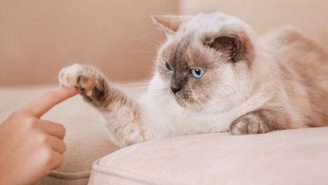 How to Keep Indoor Cats Active and Entertained at Home