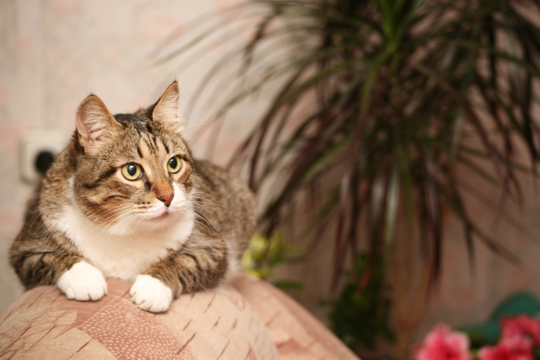 Is Your Cat Jumping Less? Early Signs of Feline Arthritis