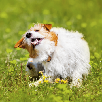 Year-Round Parasite Protection