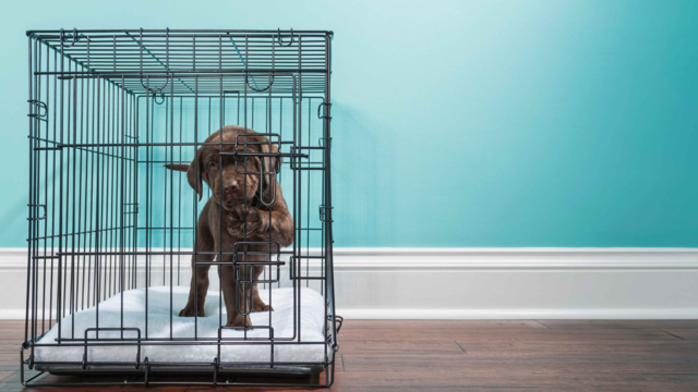 How to Stop Your Puppy Crying at Night: Expert Tips for Peaceful Sleep