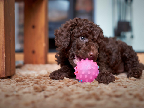 Best Dog Food for Miniature Poodles in NZ