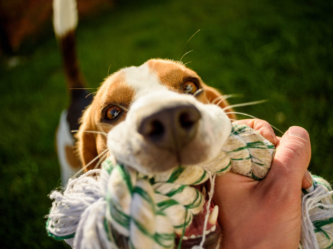 Interactive Dog Play: Best Toys, Tips & Playtime Guide