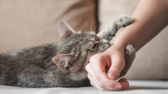 Why Does My Cat Bite Me? Causes and How to Respond
