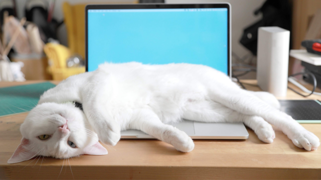 Why Your Cat Loves Sitting on Your Laptop (And How to Redirect Them)