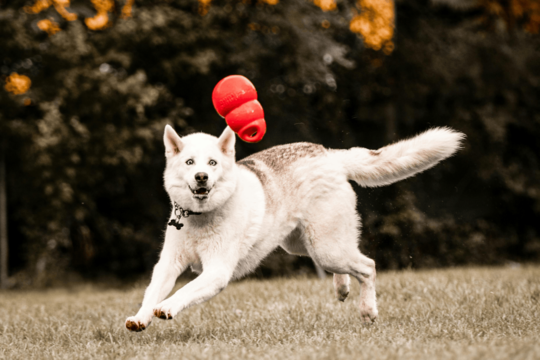 Best Durable Chew Toys for Large Dogs in NZ: Built to Last Picks