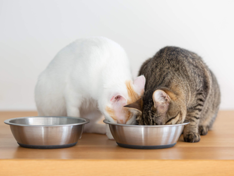 How to Stop Your Cat Stealing Food From Other Pets | Smart Feeding Tips
