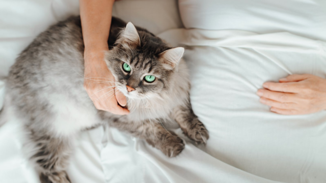 Reading Your Senior Cat's Comfort in Cold Weather