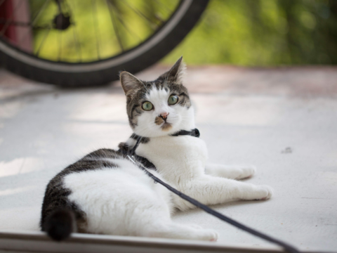 Should You Walk Your Cat? A New Zealand Guide to Safe Harness Training
