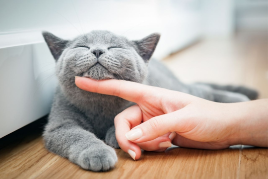 How To Tell If Your Cat Is Happy: Signs, Behaviour and What To Look For