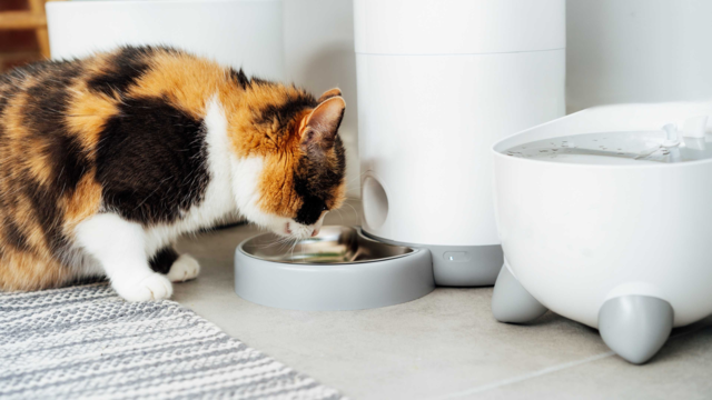 How to Feed Pets While You’re Away: Tips for Kiwi Pet Owners