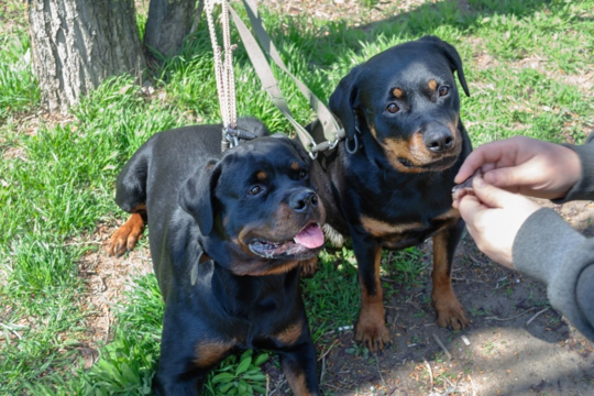 How to Train a Rottweiler: Tips for a Well-Behaved Dog