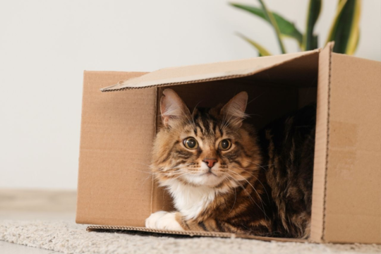 When Is It Safe To Let Your Cat Outside After Moving?