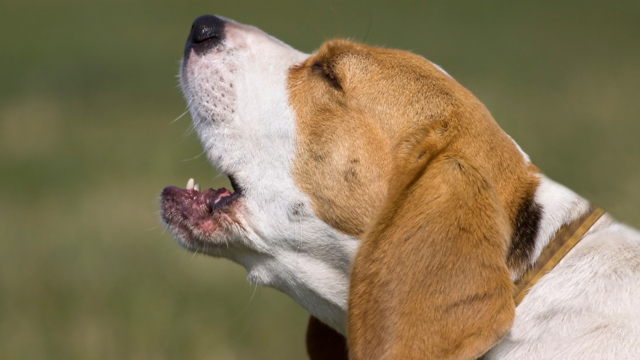 Why Do Dogs Howl? Meaning, Breeds & Calming Tips for NZ Owners