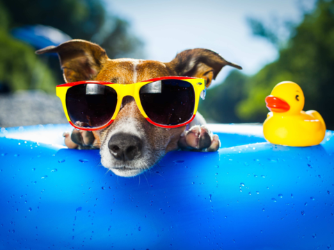 Do Pets Need Sunscreen?