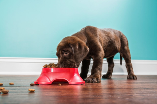 Feeding Large Breed Puppies: Nutrition Tips for Healthy Growth