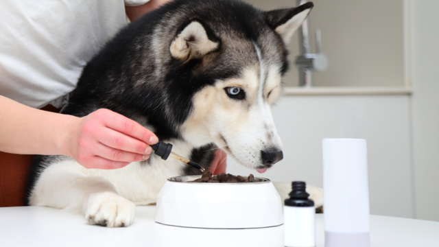 Top Supplements for Pet Health