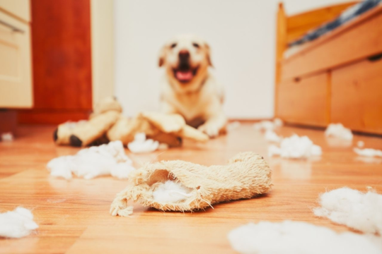 Why Your Dog Destroys Toys With Squeakers (NZ Guide)
