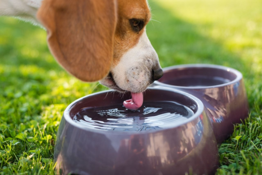 How To Keep Your Pet Hydrated Year-Round
