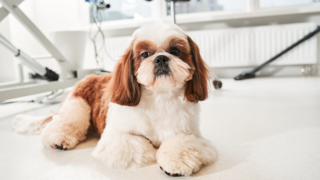 How to Groom a Shih Tzu at Home