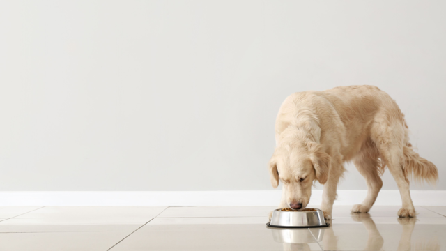 Best Dry Dog Food in New Zealand (and Where to Buy it Online)