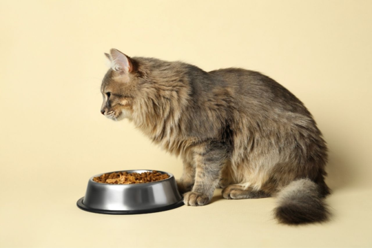When to Switch Your Kitten to Adult Cat Food: 5 Clear Signs
