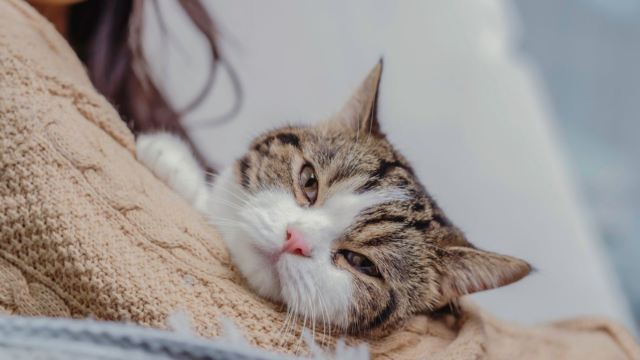 Cold Snap Cat Care: Before, During and After