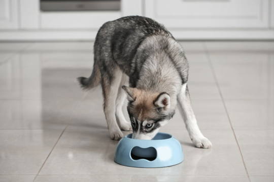 What to Feed a Husky in NZ: Best Food for Siberian Huskies